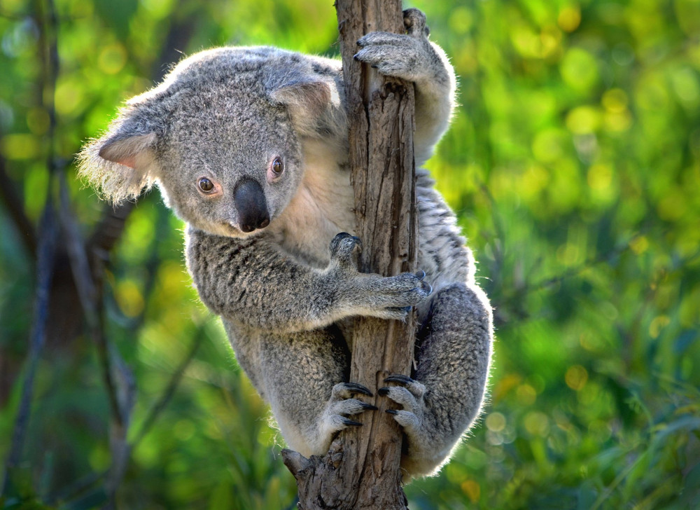 koala in tree